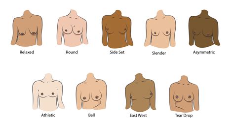 busty areolas|The 12 Different Breast Shapes and Types